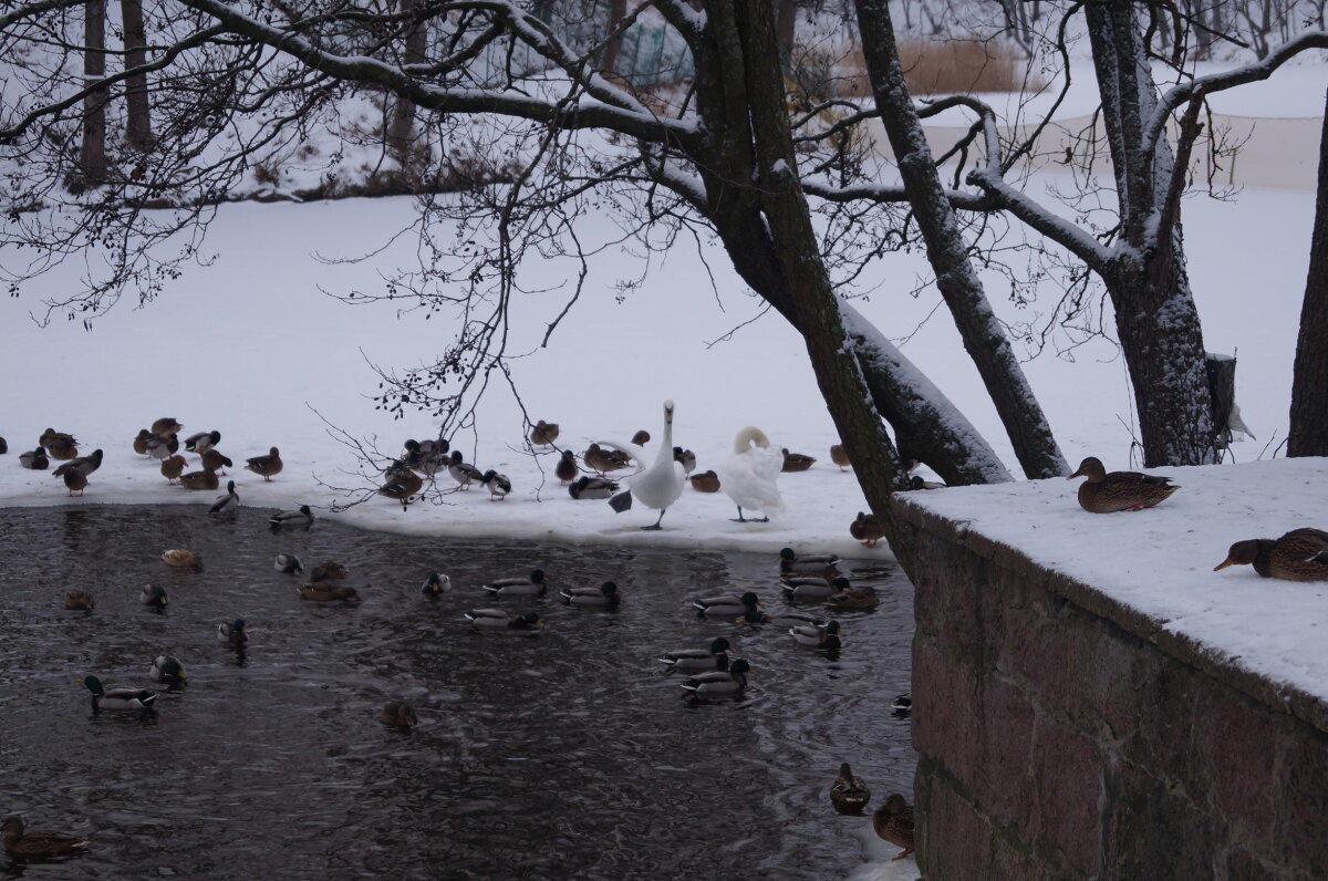 Лебеди в парке. 2015 год.