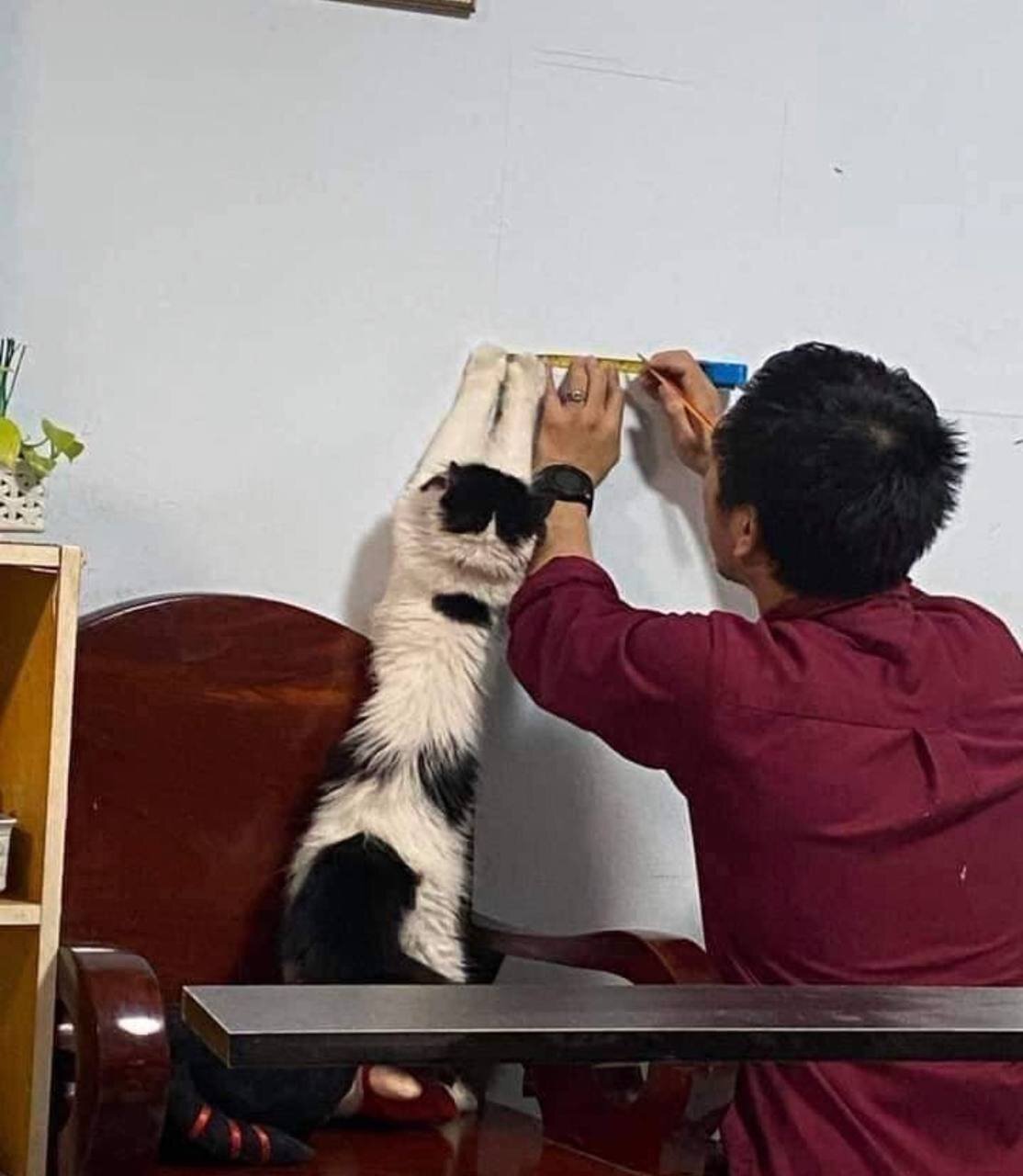 Хозяйственный кот