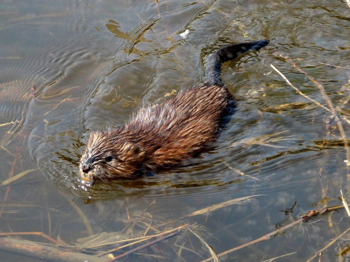 Ондатра (Ondatra zibethicus) - не только 2 килограмма мнимой крольчатины,  но и ценная водонепроницаемая шкурка | vombat.su