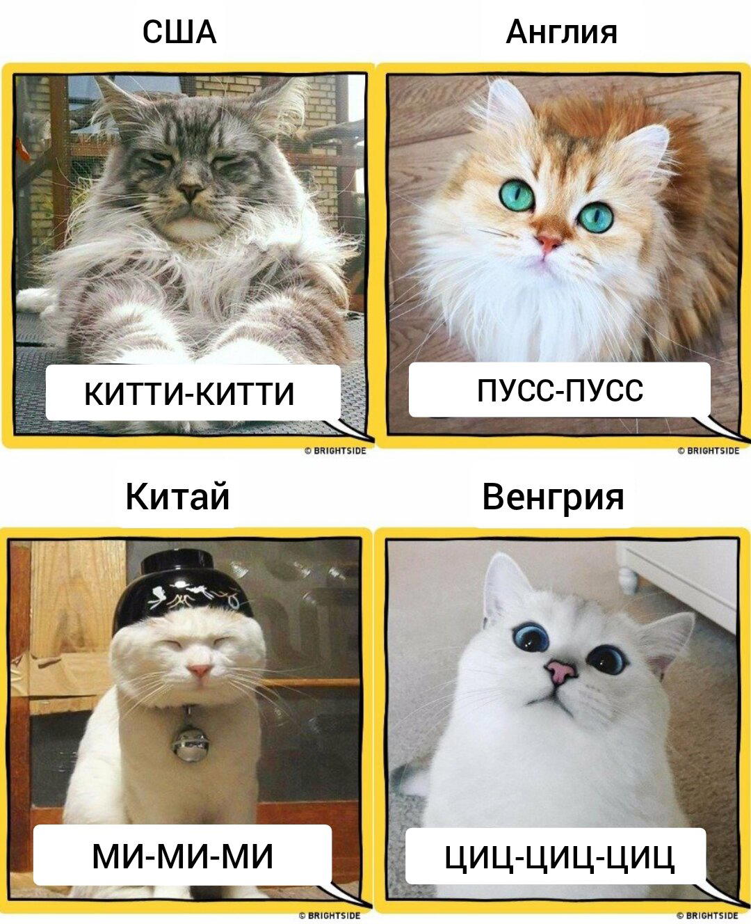 Как звучит «кис-кис» на других языках😺